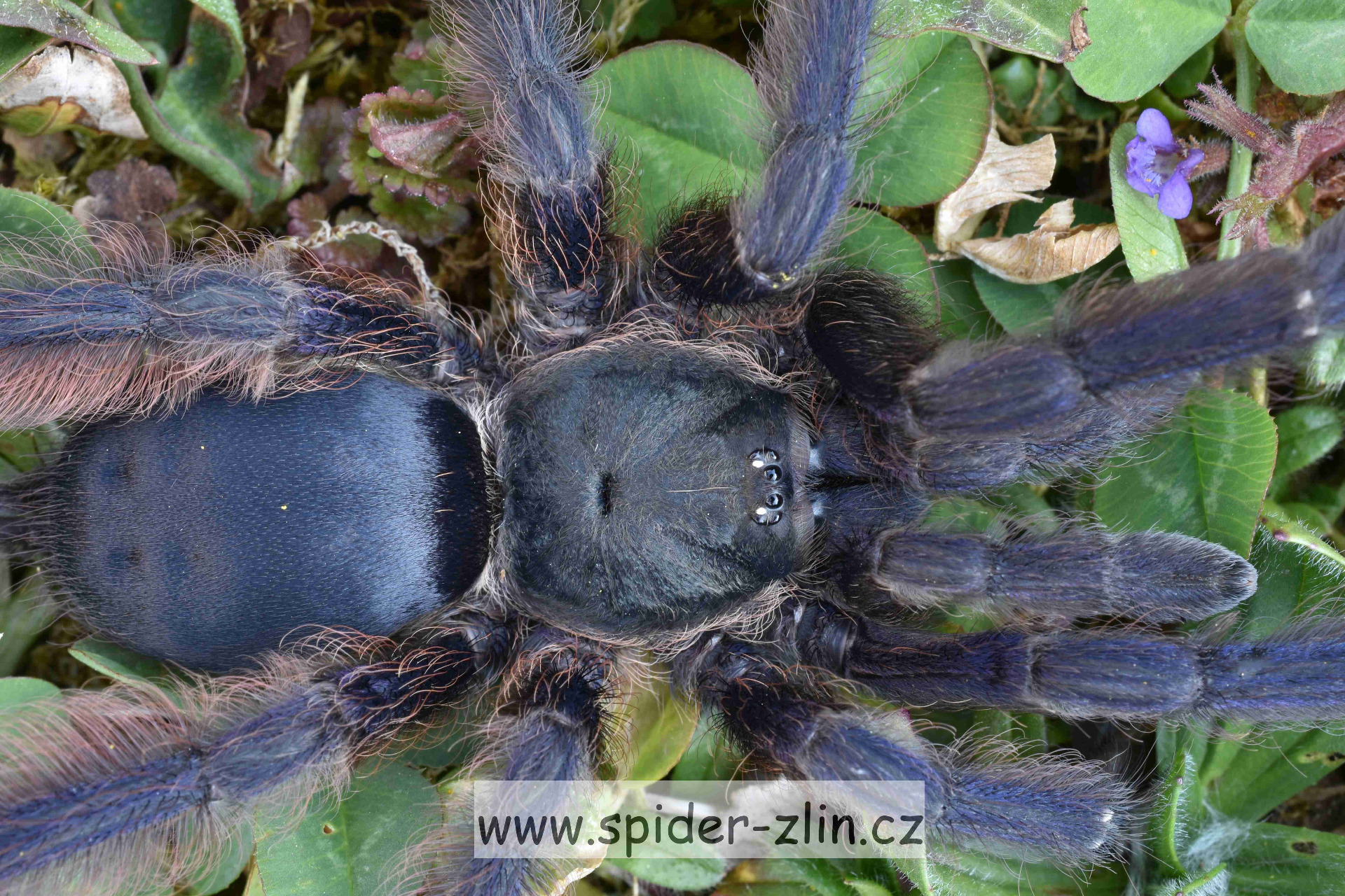 Tapinauchenius violaceus